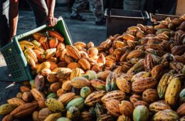 cacao eeuu